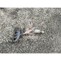 Коллектор выпускной Ford Focus 2 05-08