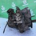 МКПП механическая коробка Renault Megane 2 02-09